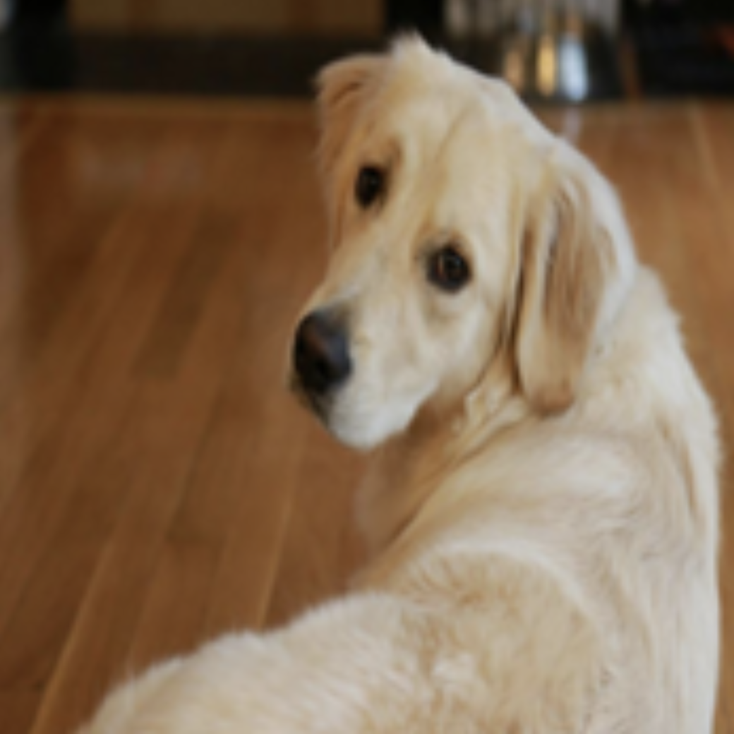 Input dog image